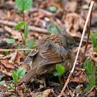 Hilfe! Was für ein Vogel ist das ?