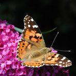 Hilfe was ist das für ein Schmetterling