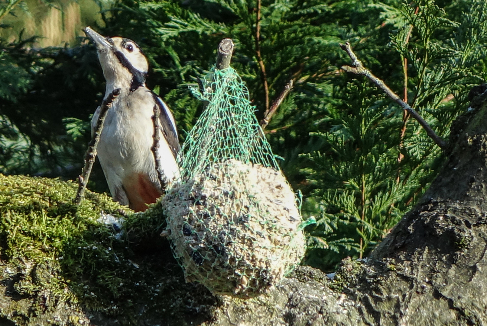 Hilfe ! Was ist das für ein Vogel ???