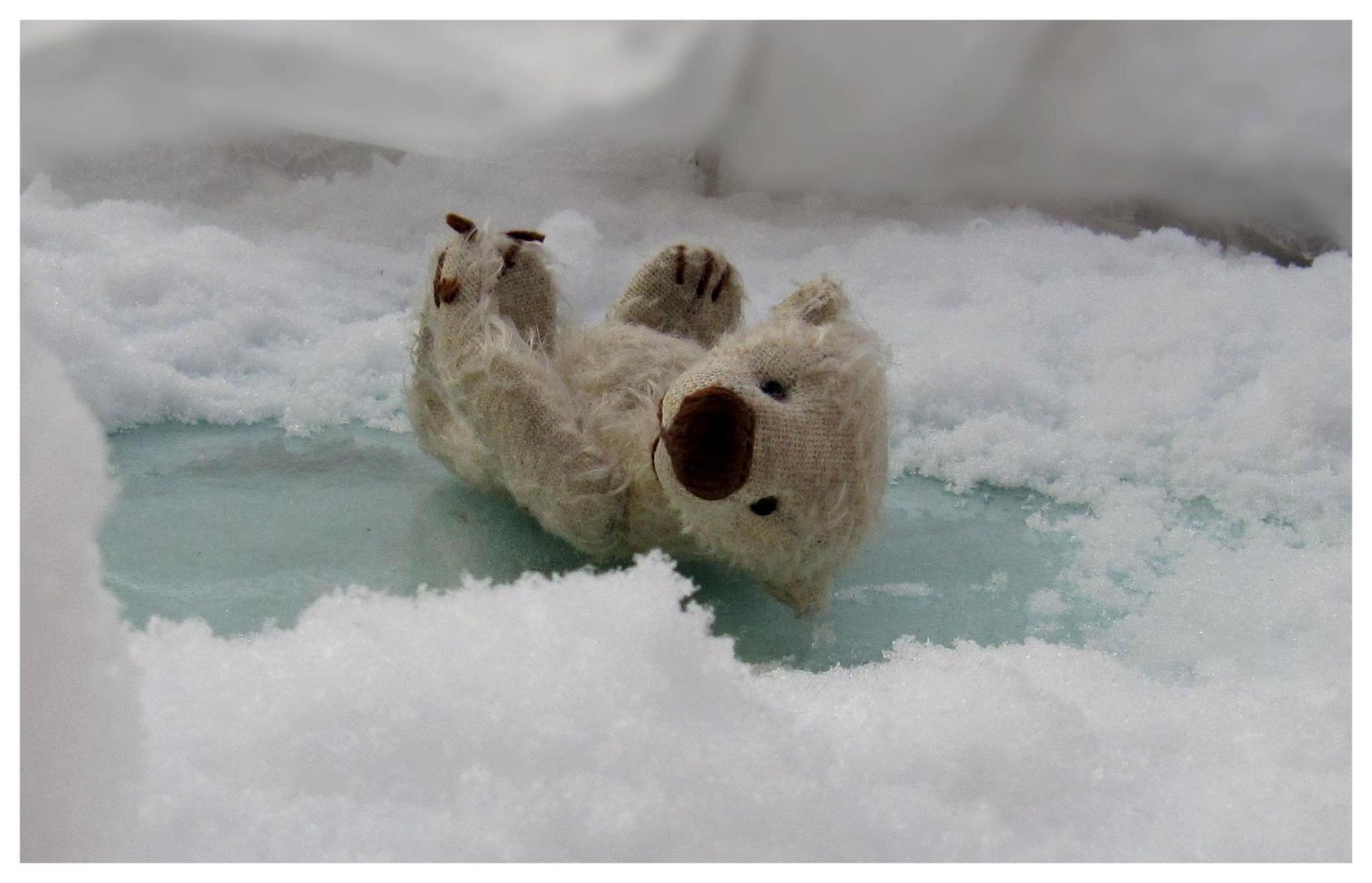 Hilfe, wir haben Eisbären auf dem Balkon!