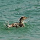 Hilfe zu: Samstag - Badetag - Wochenendrätsel