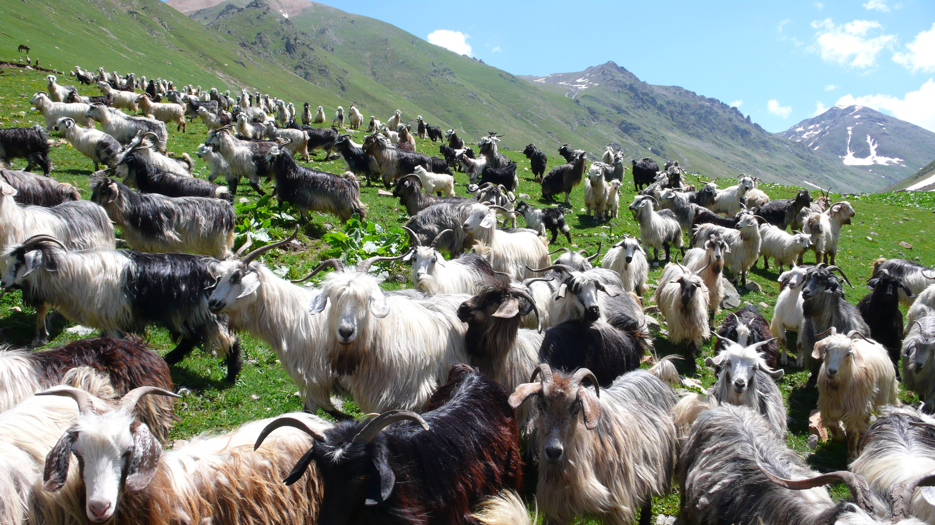 Hilfee bin umzingelt in der Türkei > Rize > Cimil Vadi in 2600m ü.M.