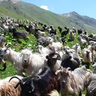 Hilfee bin umzingelt in der Türkei > Rize > Cimil Vadi in 2600m ü.M.