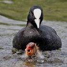 Hilfe,Hilfe,Hilfe (Euroasian Coot (Fulica atra))