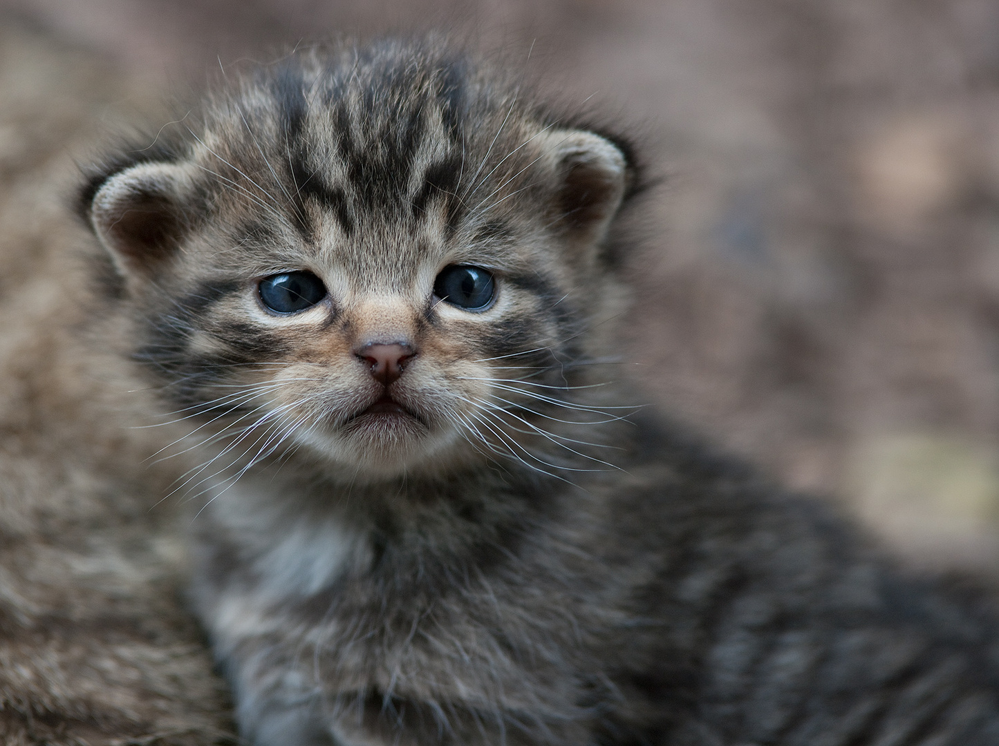 HILFE...MAMMA!