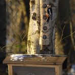 Hilfen zur Vogelfütterung