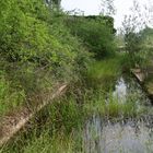 Hilferuf: Biotop-Panzerwaschstrasse in der Wahnerheide