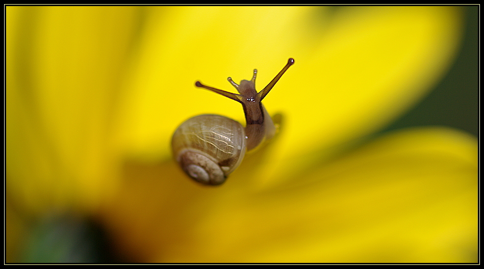 Hilferuf einer kleinen Schnecke