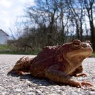 Hilfst du mir nun über die Straße oder nicht?