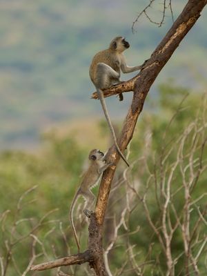 Hilgerts Grünmeerkatze