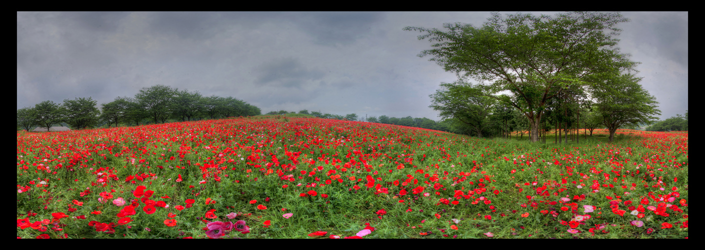 Hill where Poppe blooms all over