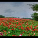 Hill where Poppe blooms all over