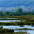 Hiller Moor-im Hint ergrund das Wiehengebirge