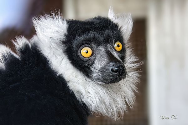 Hill’s Black-and-White Ruffed Lemur