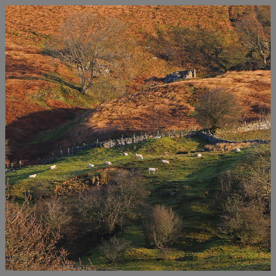 hillside above langthwaite 4Ab