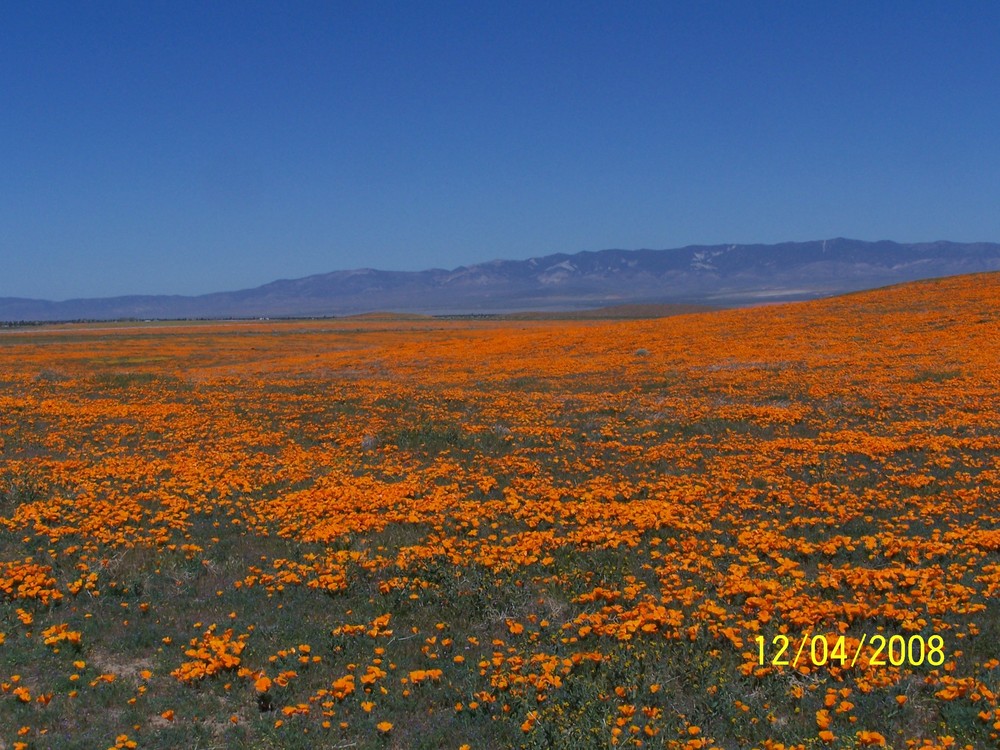 Hillside of California Poppies in the wild