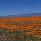 Hillside of California Poppies in the wild