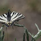 Hilltopping (Gipfelbalz) wird vom Segelfalter Iphiclides podalirius auch mal unterbrochen...