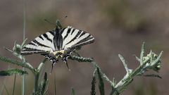 Hilltopping (Gipfelbalz) wird vom Segelfalter Iphiclides podalirius auch mal unterbrochen...