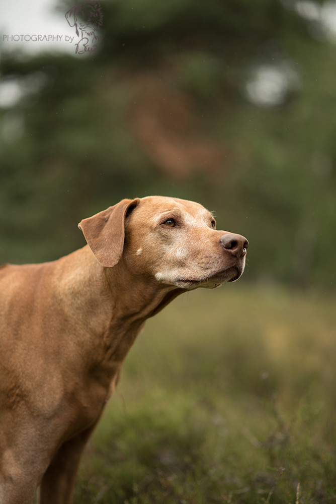 Hillvalley´s African Bhanu Zulu