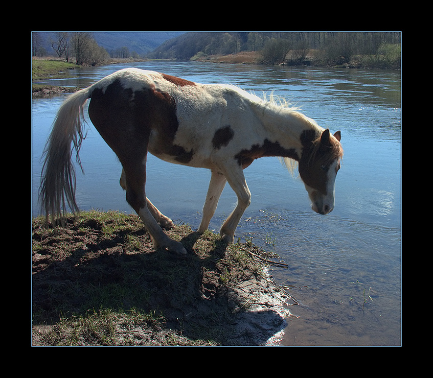 Hillybilly, The Crazy Horse... - oder: ...das tanzende Pferd...   ;-))