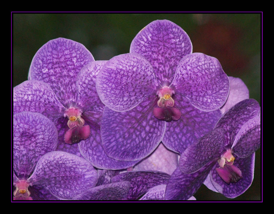 Hilo Orchid Show 1