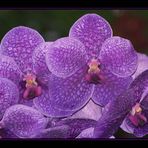 Hilo Orchid Show 1