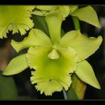 Hilo Orchid Show 2