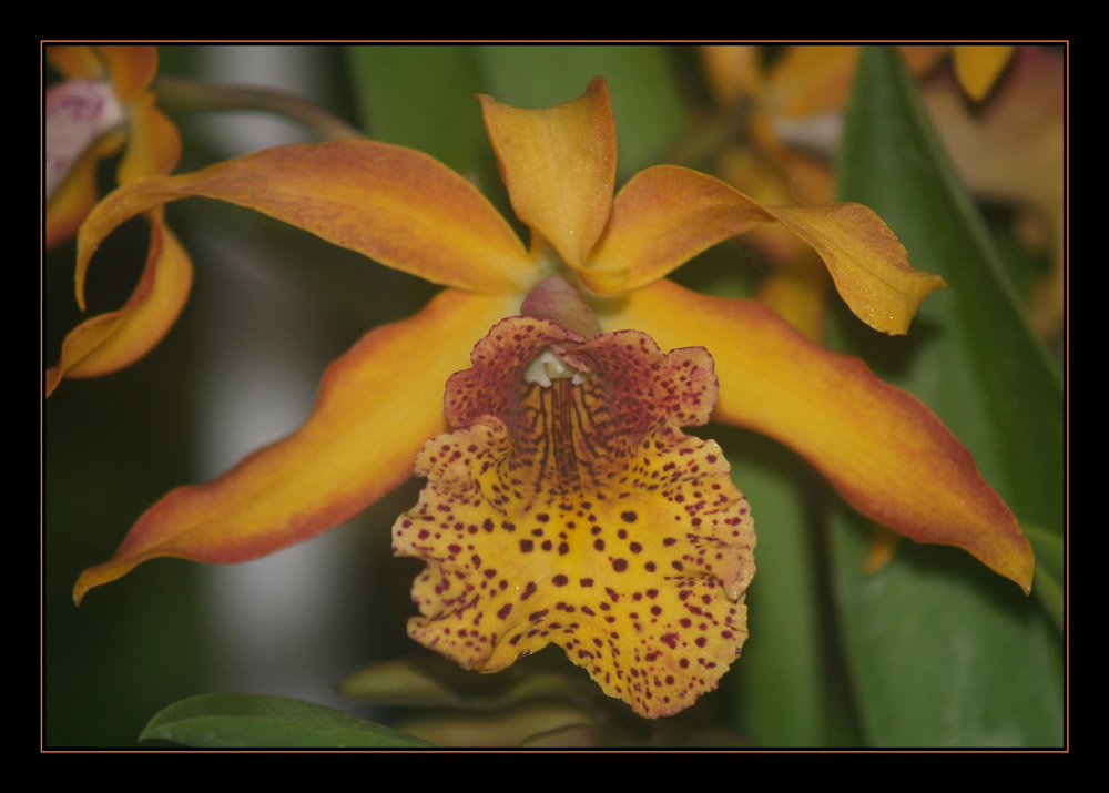 Hilo Orchid Show 3