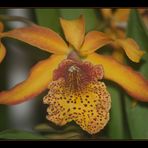 Hilo Orchid Show 3