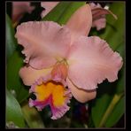 Hilo Orchid Show 5