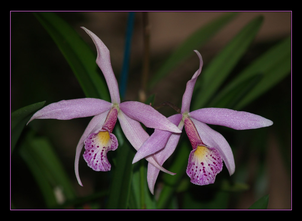 Hilo Orchid Show 6