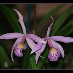 Hilo Orchid Show 6