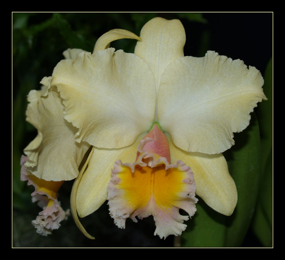 Hilo Orchid Show 7