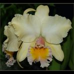 Hilo Orchid Show 7