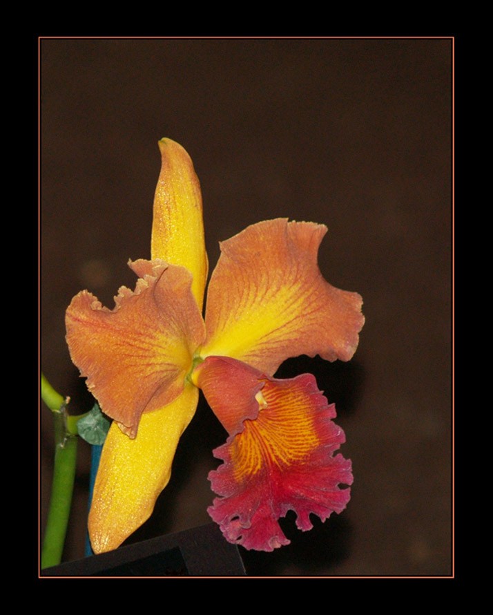 Hilo Orchid Show 8