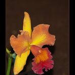 Hilo Orchid Show 8