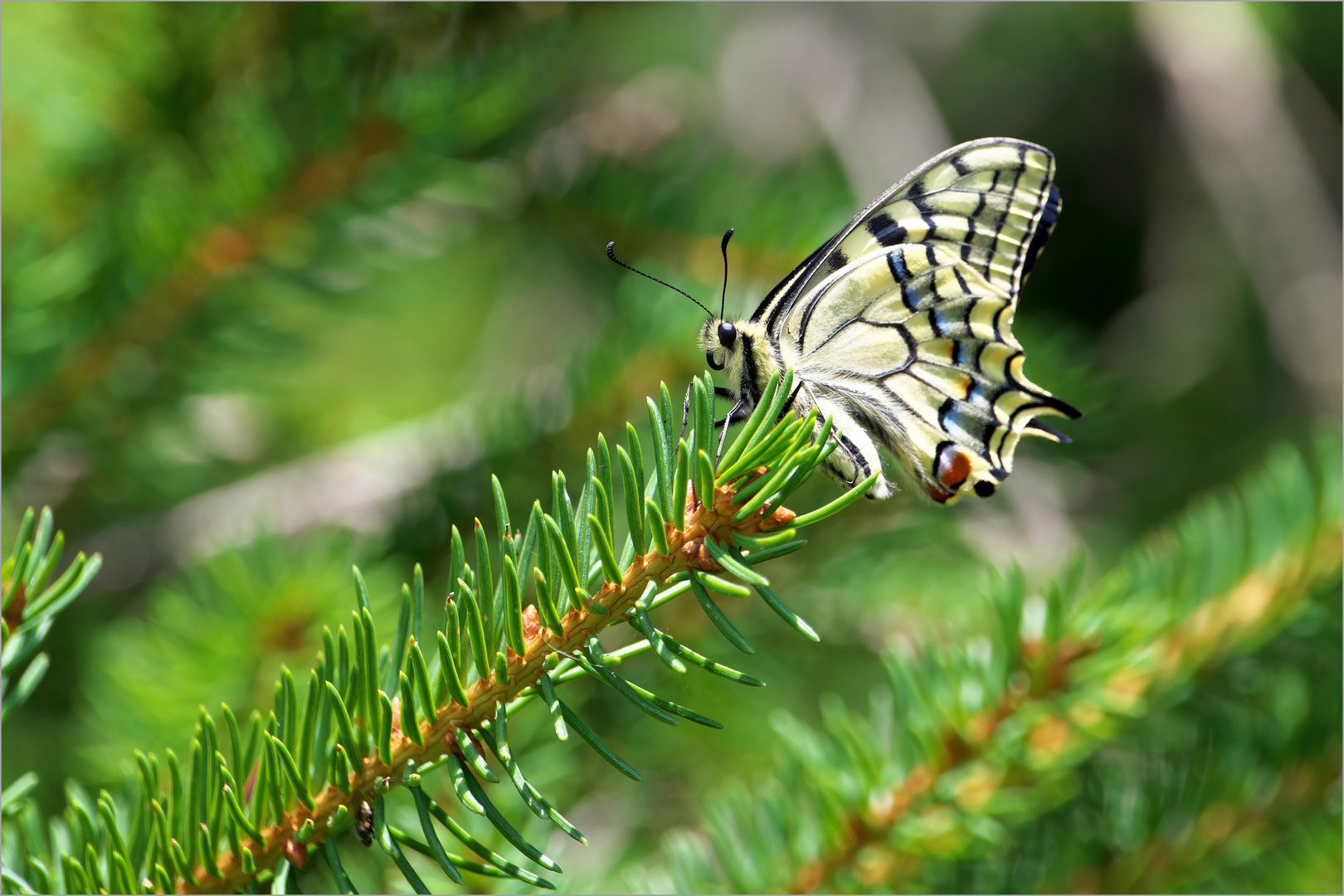 Hiltopping im Schwarzwald