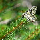 Hiltopping im Schwarzwald