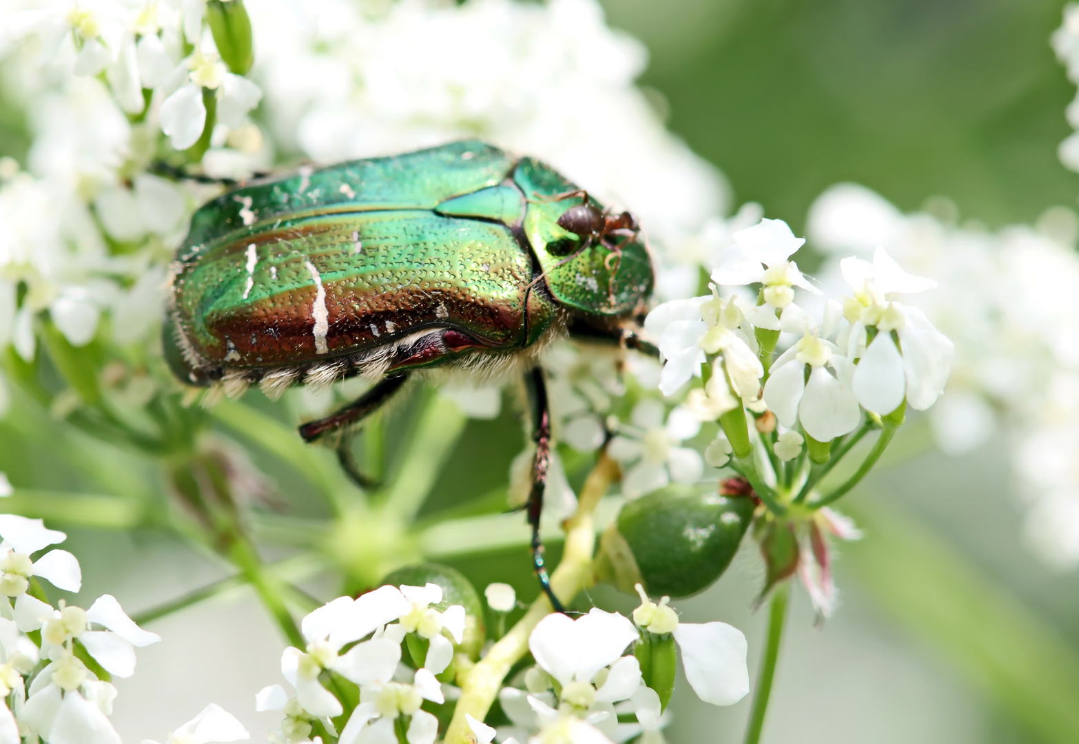 Himacerus mirmicoides,Ameisen-Sichelwanze, Doku