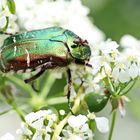 Himacerus mirmicoides,Ameisen-Sichelwanze, Doku