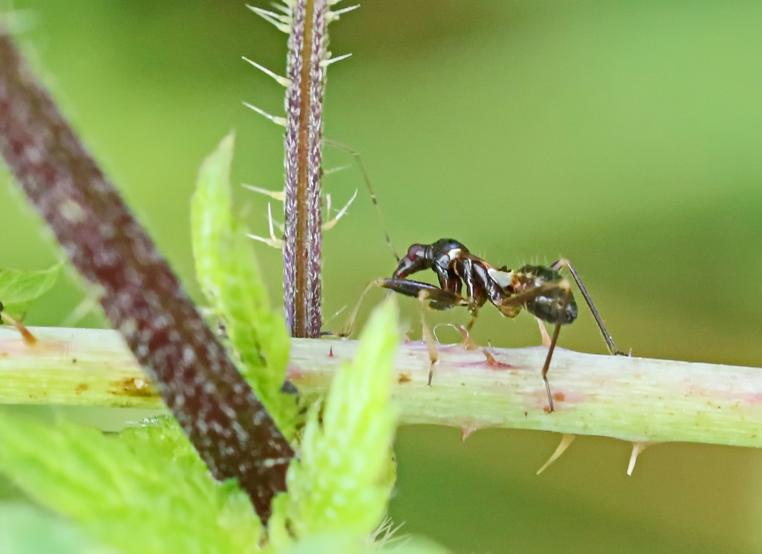 Himacerus mirmicoides,Larve