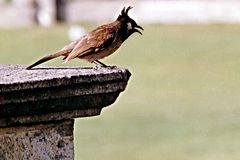 Himalaya-Bulbul