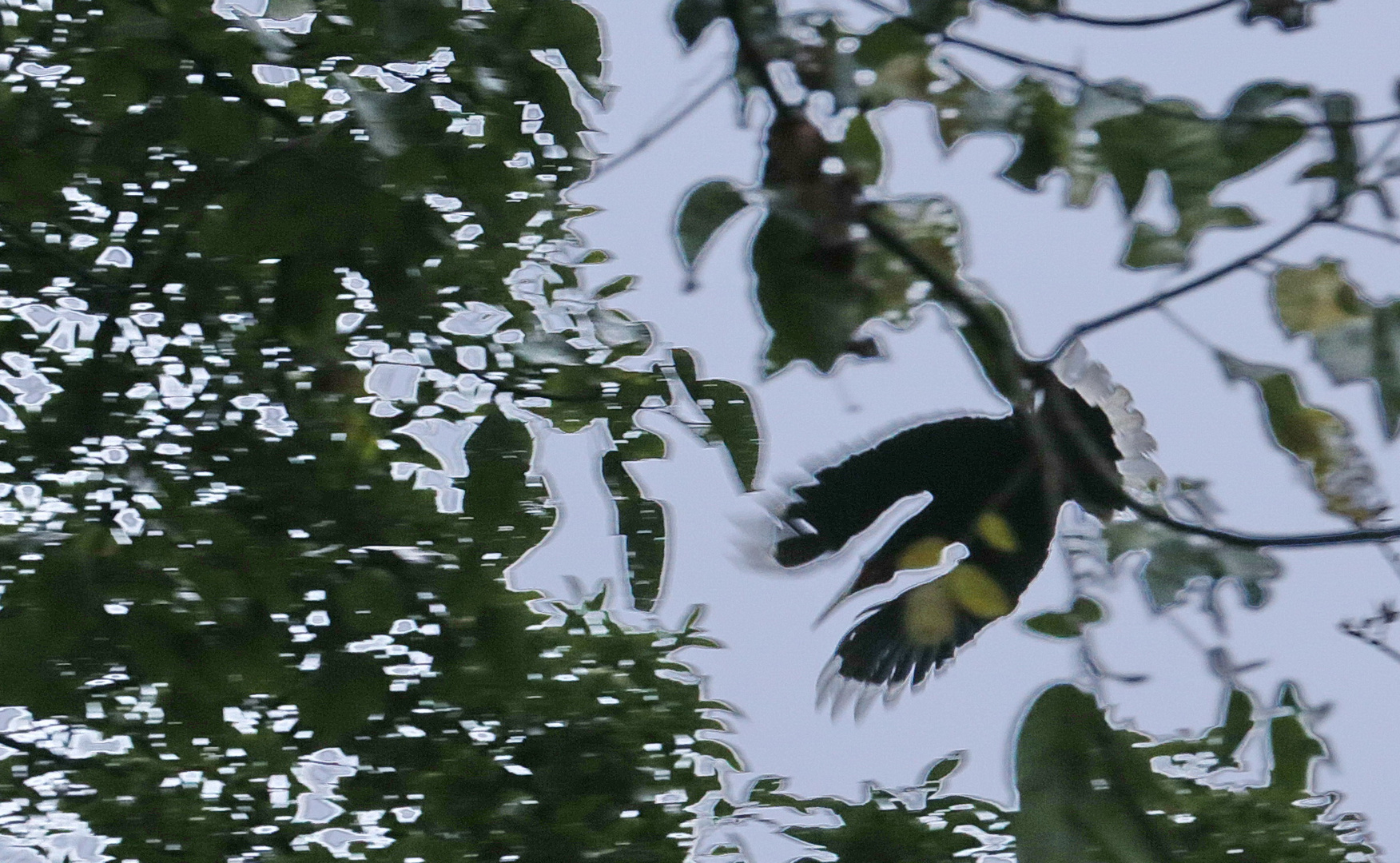 Himalaya-Nashornvogel, Bhutan