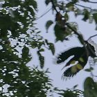 Himalaya-Nashornvogel, Bhutan