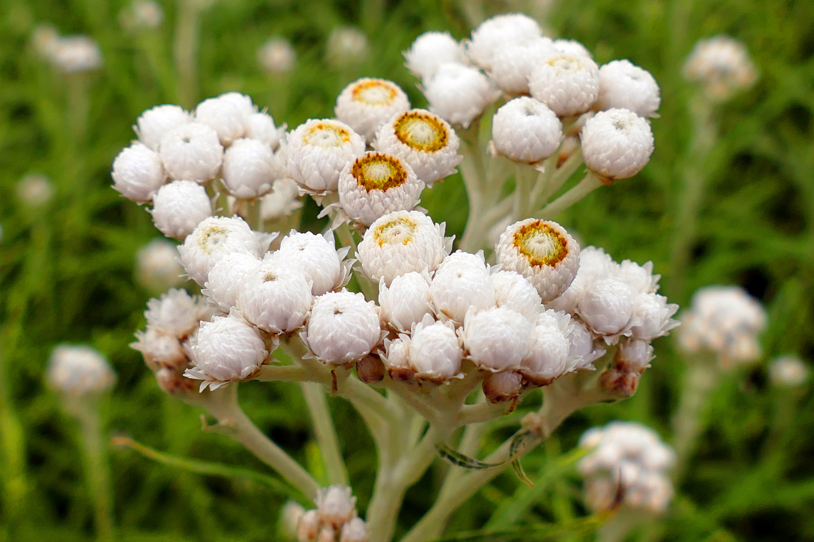 Himalaya-Perlkörbchen