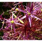 Himalaya-Riesenlauch (Allium giganteum)