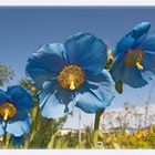 Himalaya Scheinmohn (1)