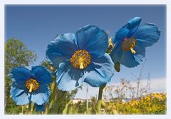 Himalaya Scheinmohn (1)