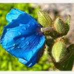 Himalaya Scheinmohn (2)